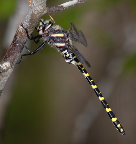 Male
2007_03_28